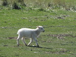 SX03591 Little white lamb.jpg